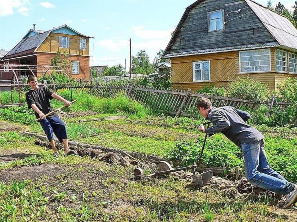Дачник на огороде