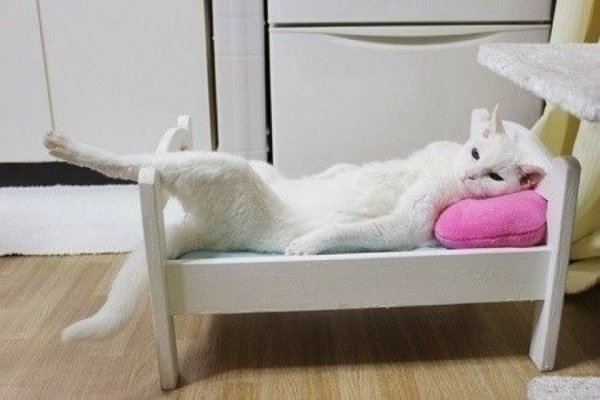 Кошечка в кроватке