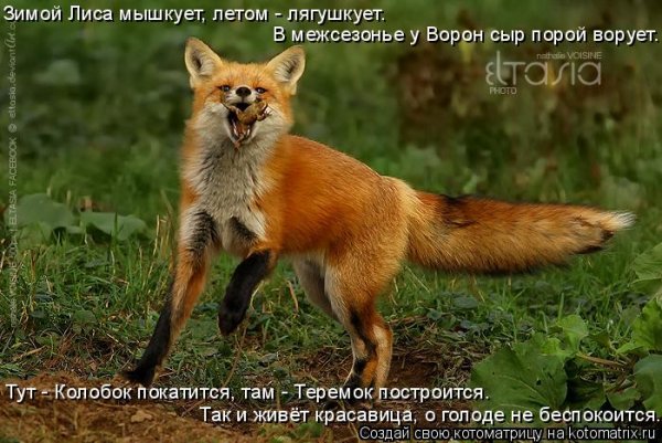Шутки про лисиц