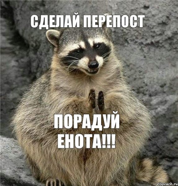 Енот рад