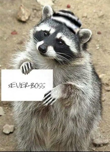 Енот привет