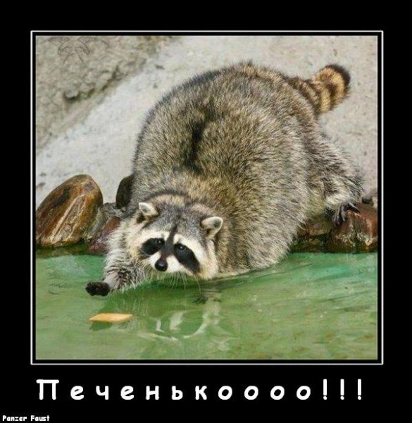 Енот демотиватор смешной