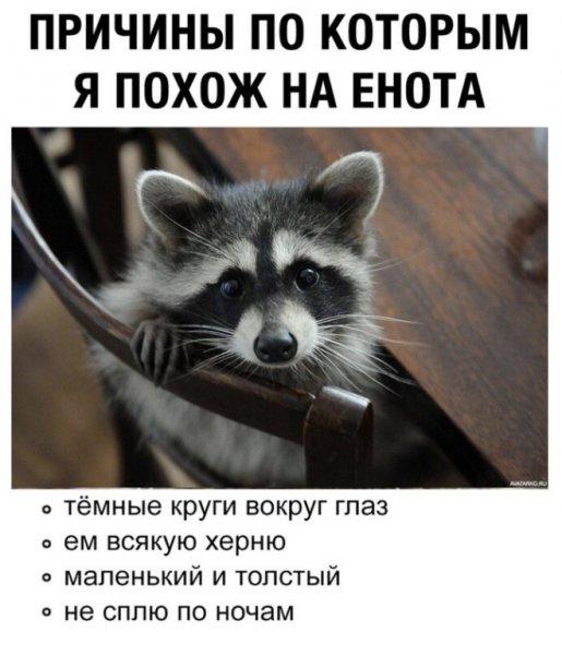 Енот с добрым утром