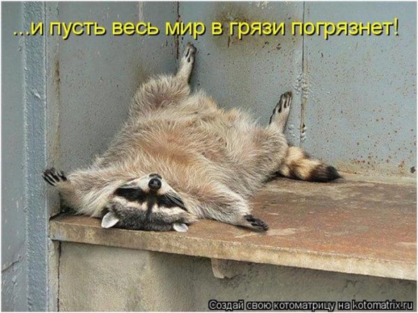 Енот пришел с работы