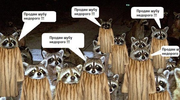 Еноты захватывают мир