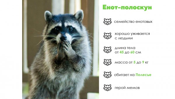 Смешные цитаты про енота