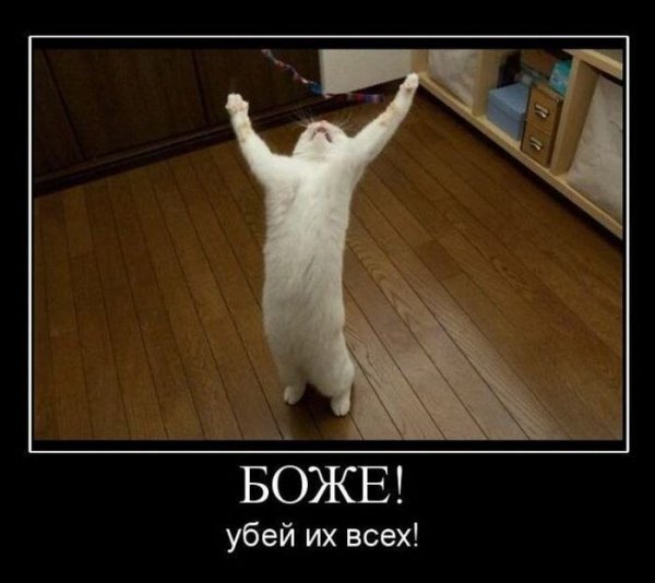 Спасибо кот
