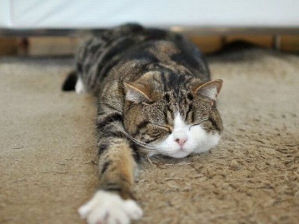 Котик ползет