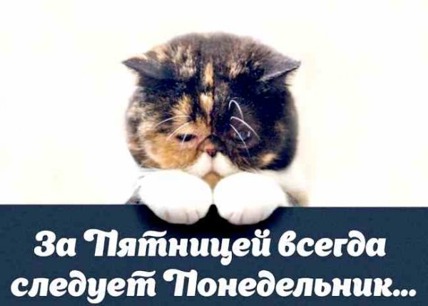 Ура пятница грустный кот