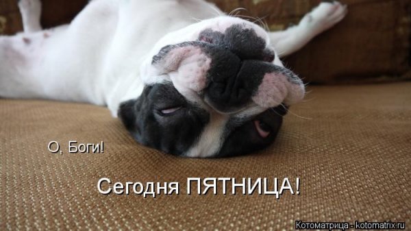 Ура пятница собаки
