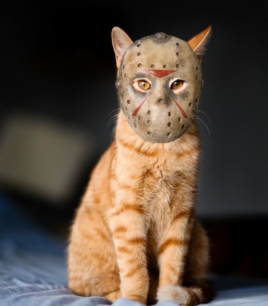 Пятничный котик