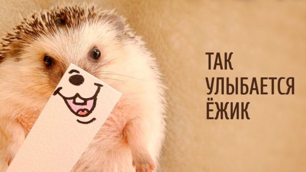 Ежик улыбайся