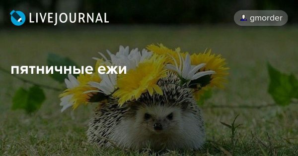 Пятница с ежиком