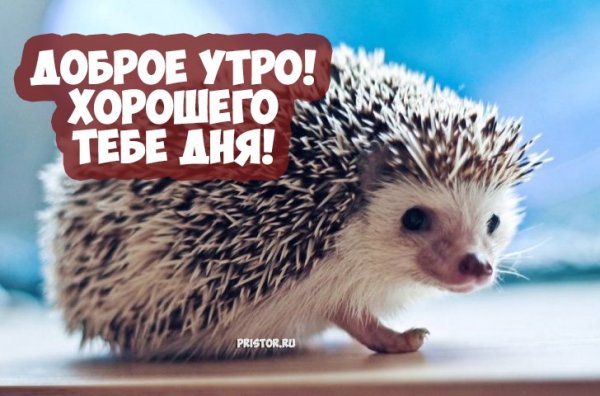 С добрым утром Ежик