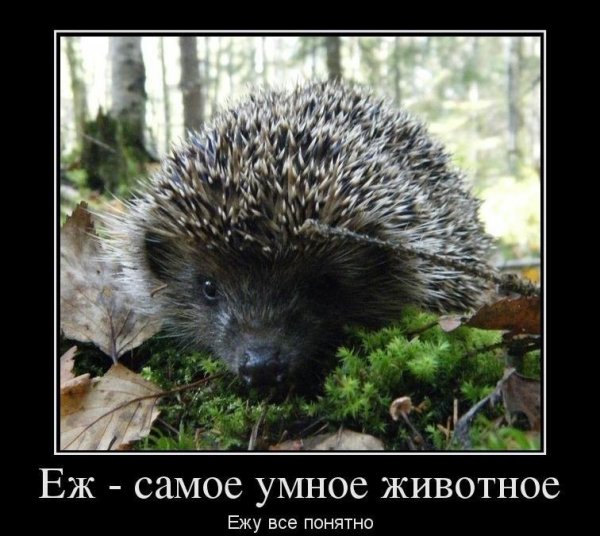 Еж прикол