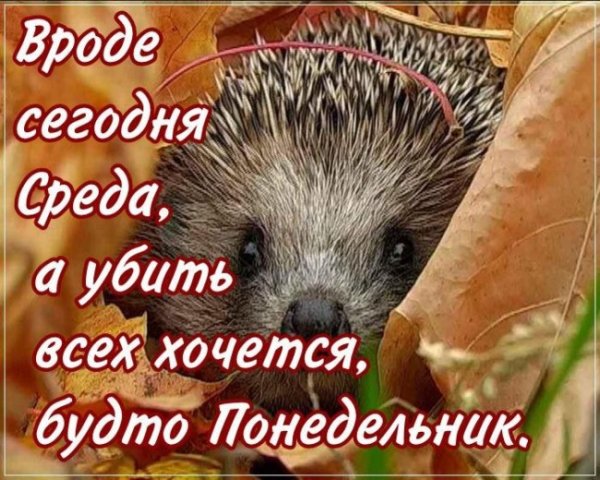 Ежик с пожеланиями доброго