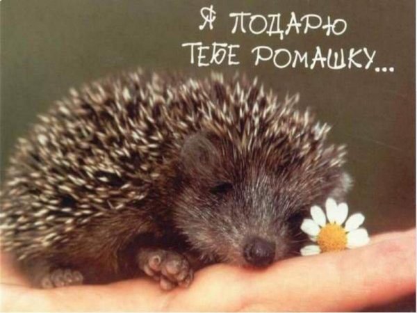 Ёжик в ромашках