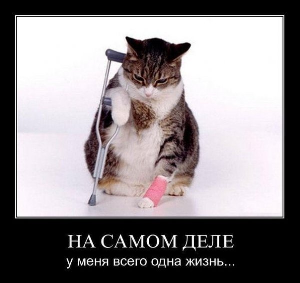 Котэ приколы