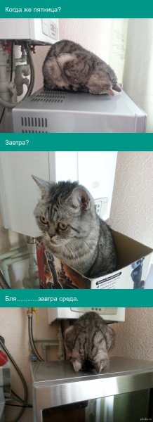 В ожидании пятницы приколы