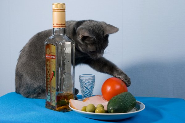Кот с бутылкой водки