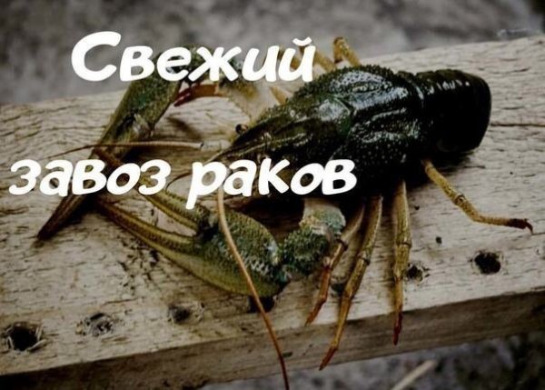 Картинка всегда свежий завоз