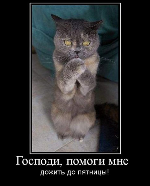 Дожить бы до пятницы