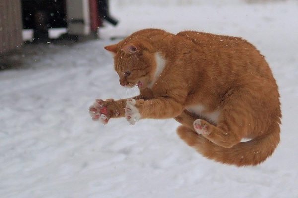 Кот ловит снег