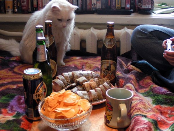 Кот застолье