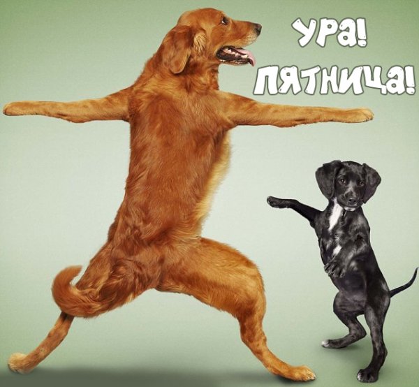 Пятница собака