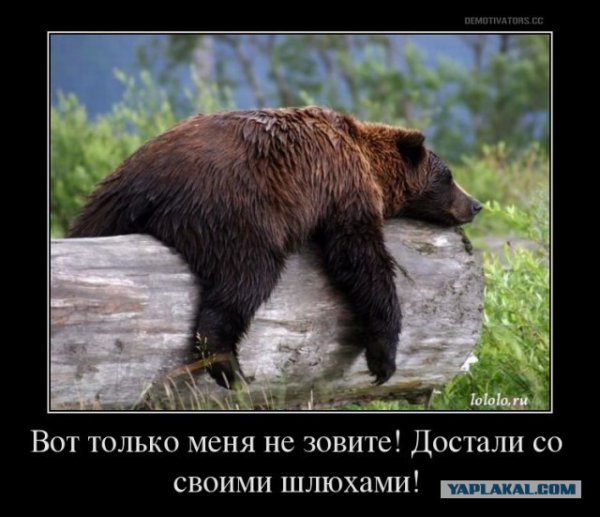 Медведь на дереве демотиватор