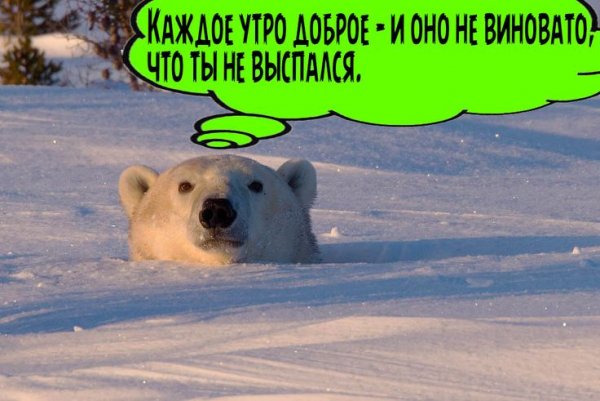 Бурый медведь Франция
