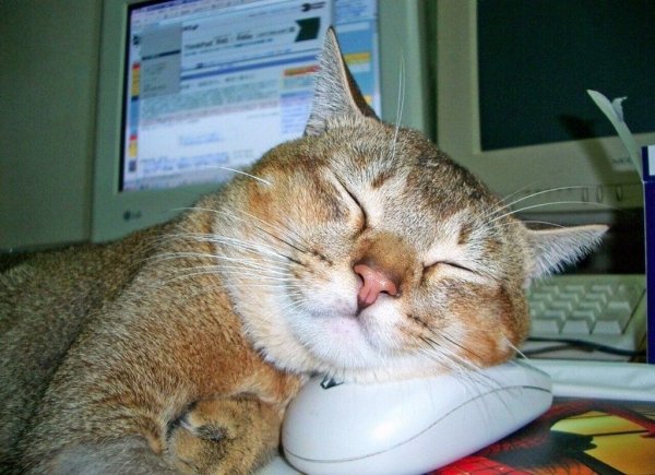 Кот бездельник