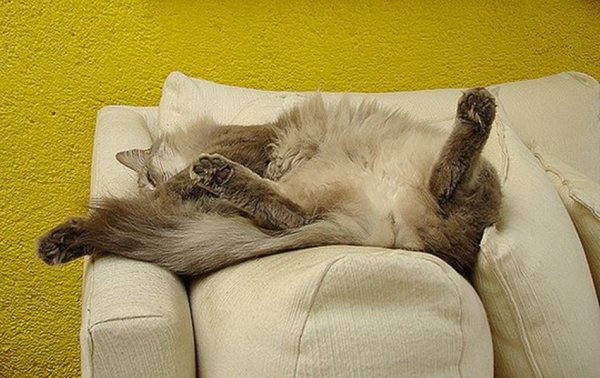 Прикольные спящие коты