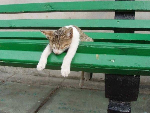 Спящий кот на скамейке