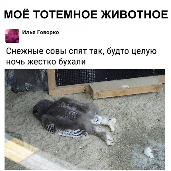 Снежная Сова спит