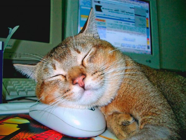 Кот бездельник