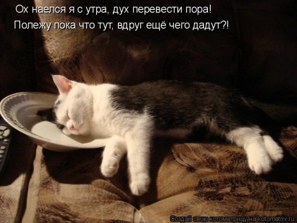 Котик наелся