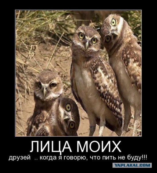 Прикольные Совы демотиваторы