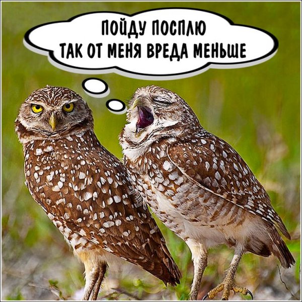 Сова юмор
