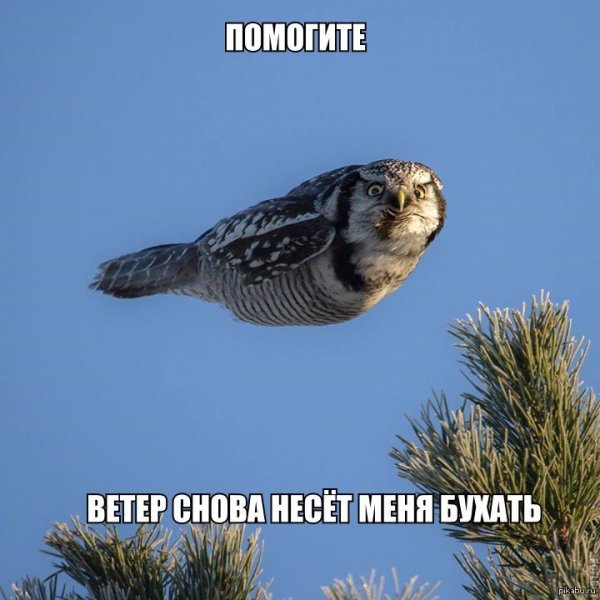 Пятница Сова