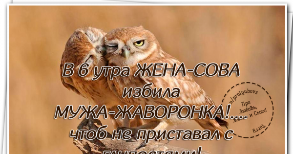 Сова Мудрые мысли