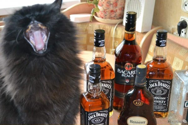 Веселый кот с алкоголем