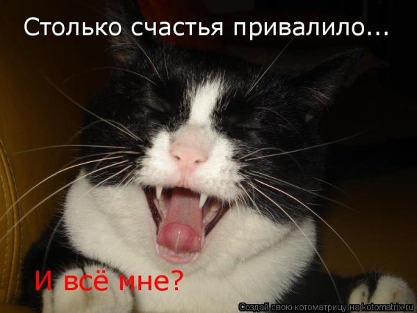 Счастье счастье привалило