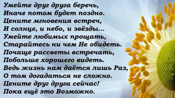 Ромашки любовь