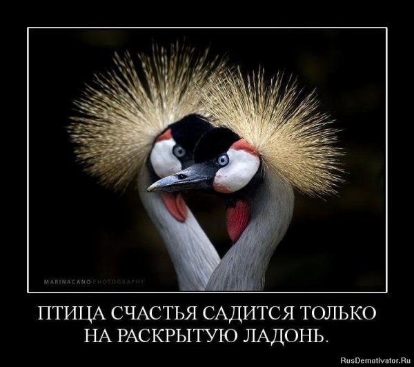 Птица счастья цитаты
