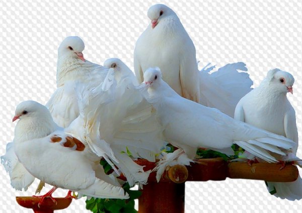Голубь счастья