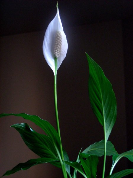 Спатифиллум (Spathiphyllum)
