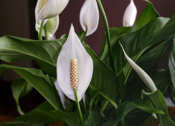 Спатифиллум геликониелистный (Spathiphyllum heliconiifolium)