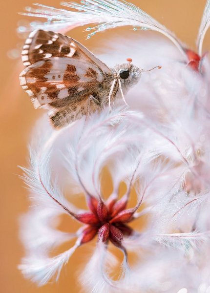 Картинки счастья бабочки (40 фото)