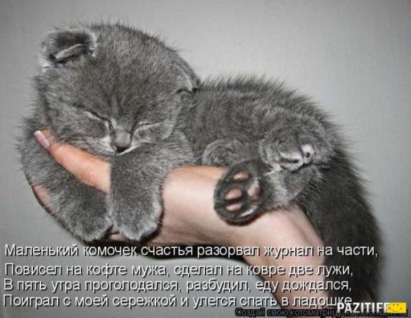 Котенок маленький комочек